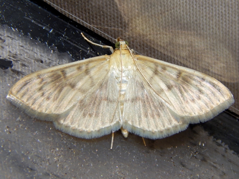 Pleuroptya ruralis? S�